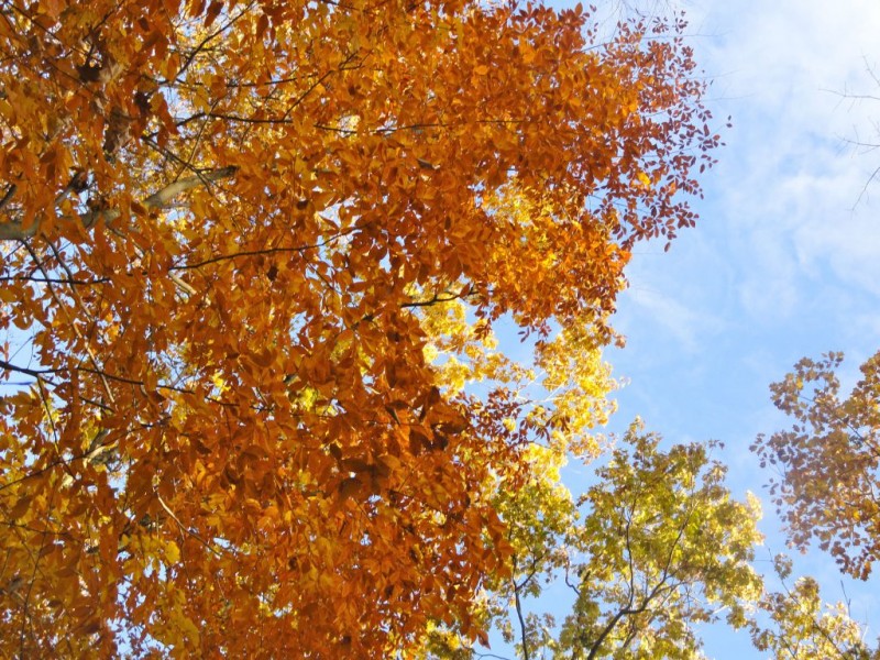 NH's Fall Foliage Tracker Patch