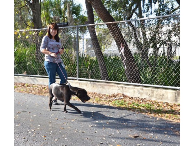 Volunteer Dog Walkers Help Animals Get Adopted Clearwater, FL Patch