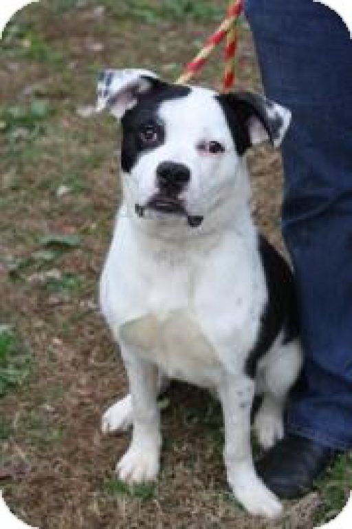 Weekly Adoptables: Bulldog, Border Collie Mix | Tucker, GA Patch