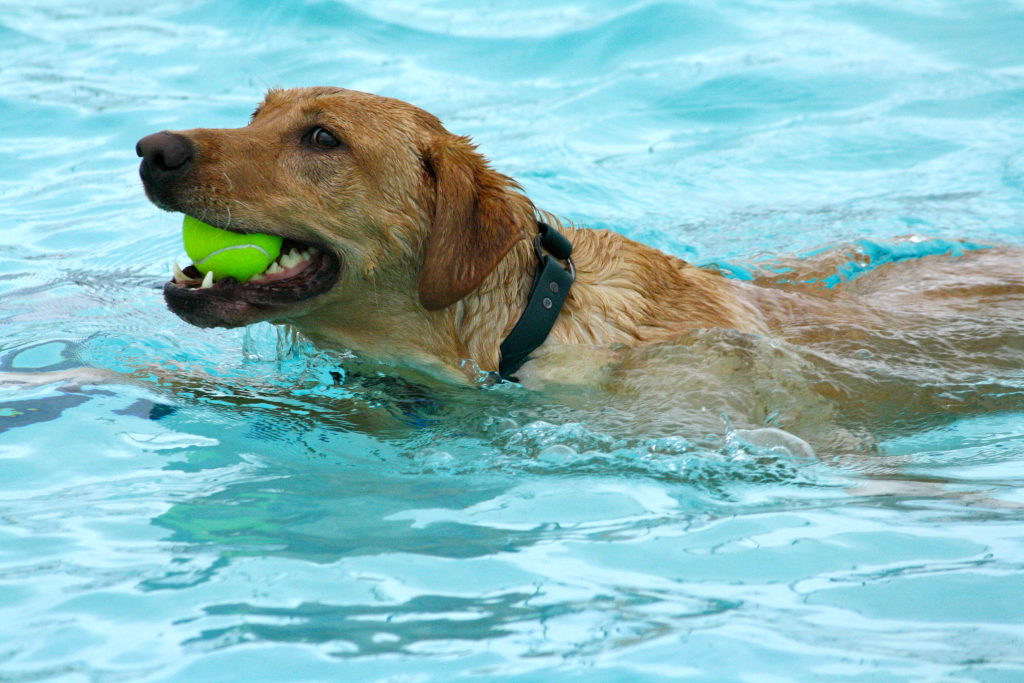 Pooch Plunge at Henry Moses Aquatic Center | Renton, WA Patch