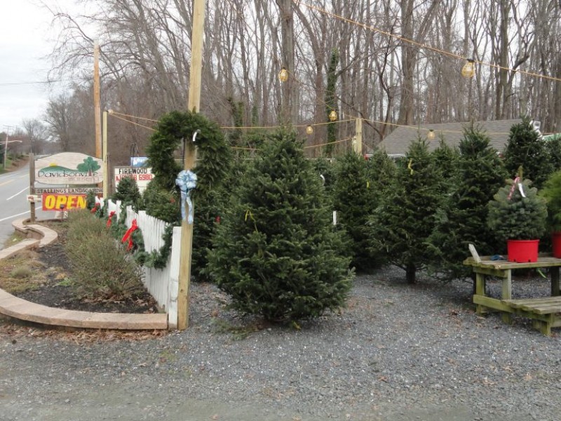 Pricing Guide: Local Christmas Tree Lots - Edgewater, MD Patch