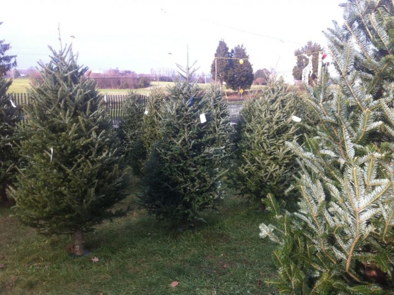 pricing guide local christmas tree lots edgewater md patch pricing guide local christmas tree lots edgewater md patch