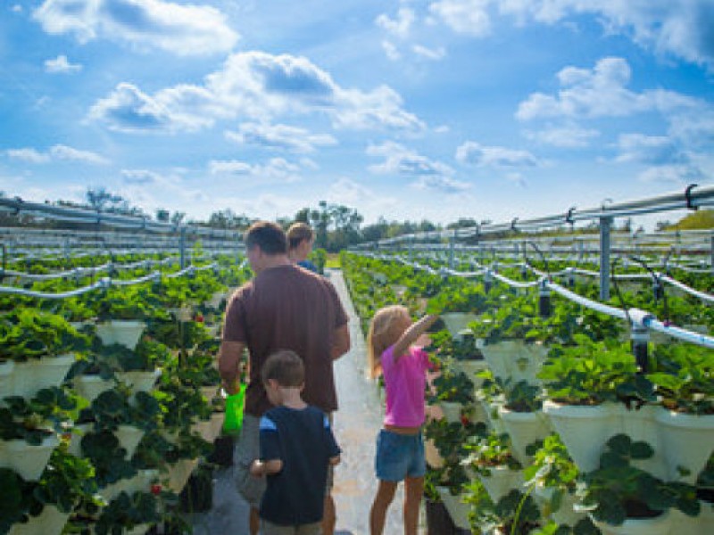 UPick Fields Lure Strawberry Lovers to Riverview Bloomingdale, FL Patch
