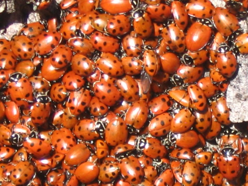 Why Are Ladybugs Swarming My House In Winter