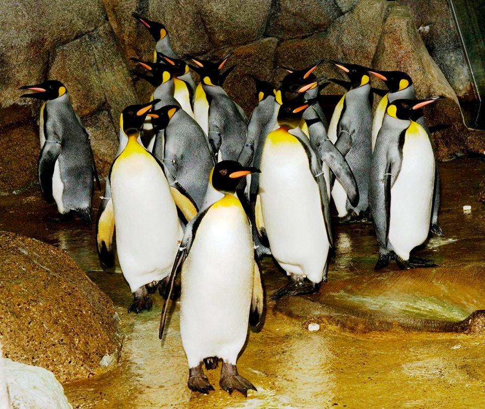 Watch Penguin Cam Live: What Detroit Zoo Penguins Do All Day Long