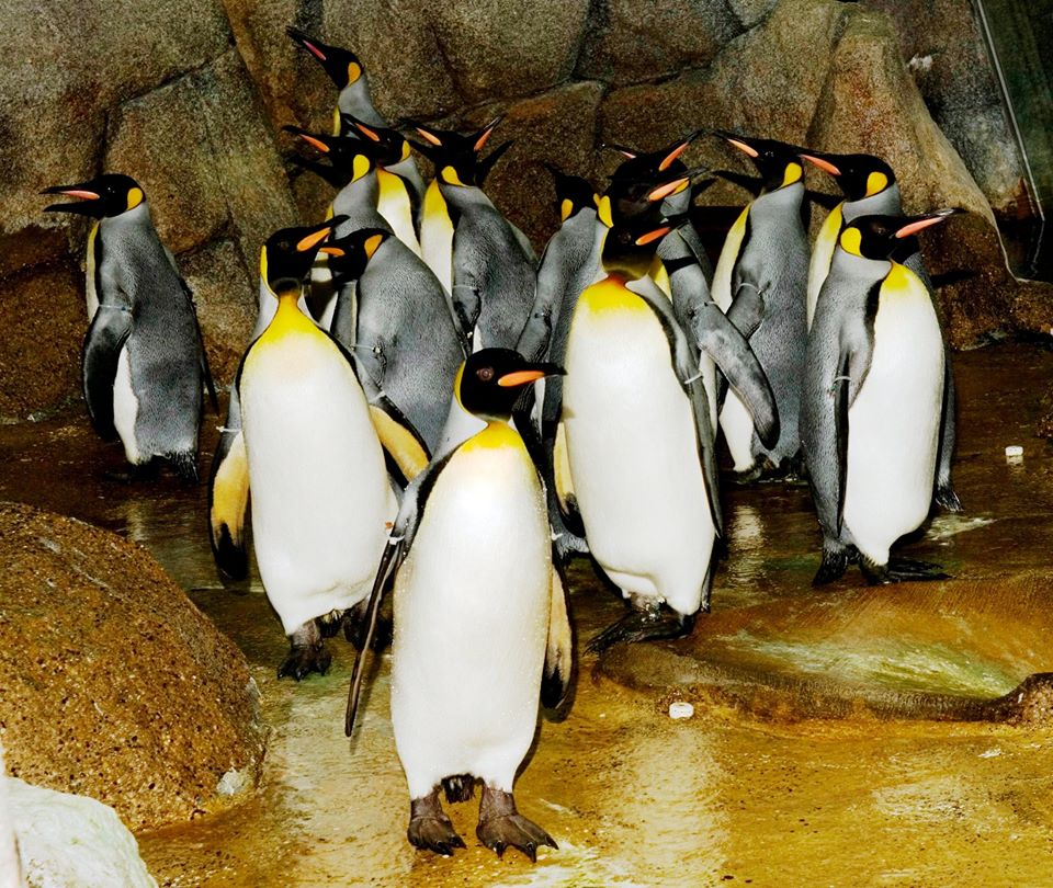 Watch Penguin Cam Live: Sneak a Peek of Detroit Zoo's Penguins