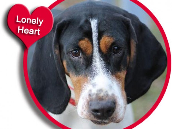 Large Breed Dogs For Adoption In Michigan Large Breed Dogs For Adoption In Michigan