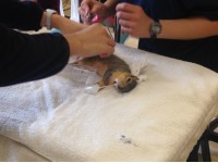 Local Vet Rescues, Gets Help for Squirrel with Glaucoma