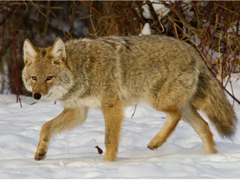 Coyotes Yelping in Your Neighborhood? Here's Who to Call