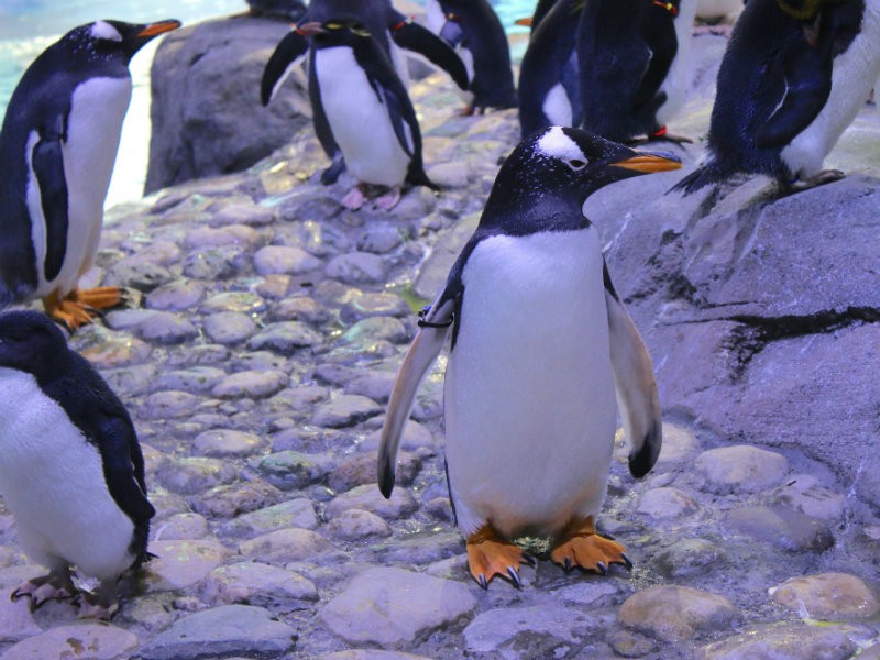 World's Largest Penguin Playground Opens In Detroit - Royal Oak, MI Patch