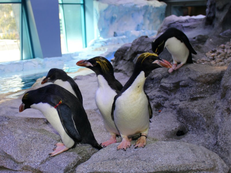 World's Largest Penguin Playground Opens In Detroit - Royal Oak, MI Patch