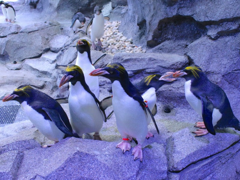 World's Largest Penguin Playground Opens In Detroit - Royal Oak, MI Patch