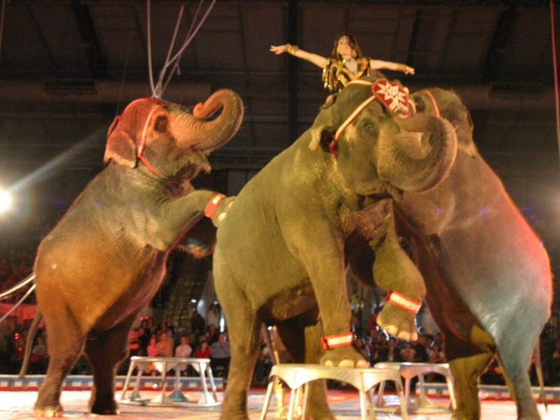 Moolah Shrine Circus Returns to Family Arena St. Charles, MO Patch