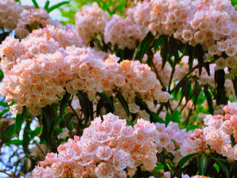 Mountain Laurel Sanctuary at Peek Bloom Tolland, CT Patch