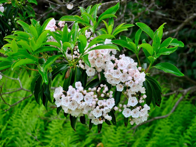 Mountain Laurel Sanctuary at Peek Bloom Tolland, CT Patch