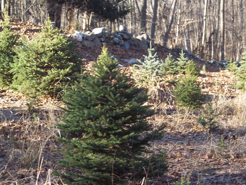 locations to cut your own christmas tree in carroll county locations to cut your own christmas tree in carroll county
