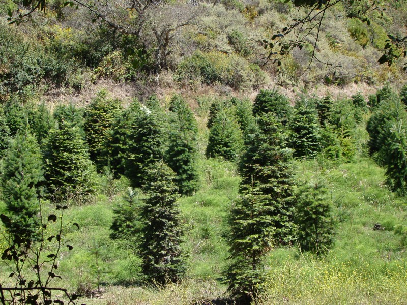 oh christmas tree oh christmas tree half moon bay ca oh christmas tree oh christmas tree half moon bay ca