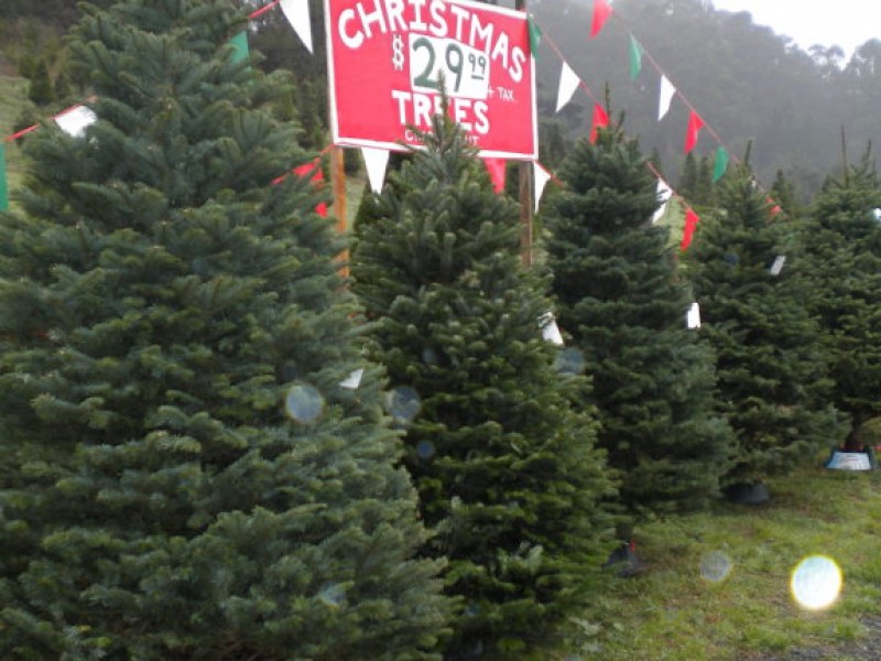 oh christmas tree oh christmas tree half moon bay ca oh christmas tree oh christmas tree half moon bay ca