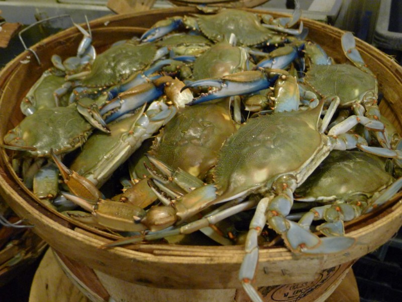 Your Guide to Buying Local Crabs in Annapolis Patch