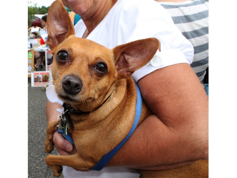 buy puppies nj photos bow wow luau helps find rescue dogs forever homes nj patch buy puppies nj photos bow wow luau helps find rescue dogs forever homes nj patch