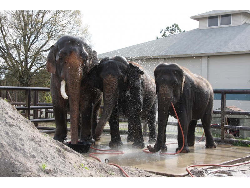 New Lenox Illinois >> Ringling Bros. Circus Plans to Phase Out Elephants - New ... New Lenox Illinois >> Ringling Bros. Circus Plans to Phase Out Elephants - New ...
