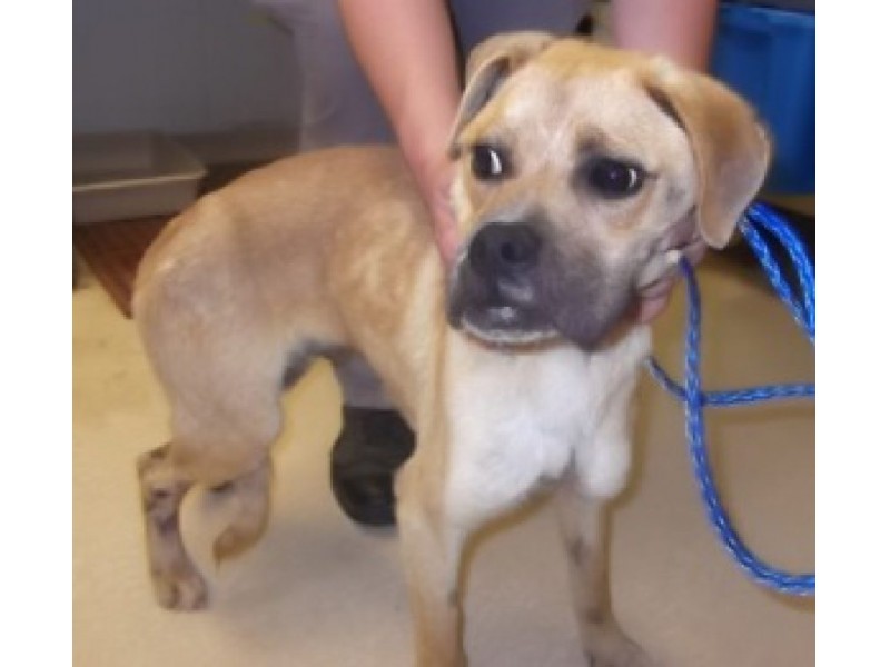The Following Dogs are in Danger of Euthanasia at Douglas County Animal Control Douglasville