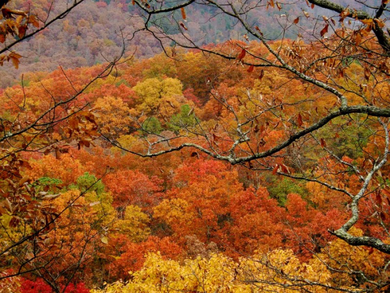 Fall Foliage In Virginia When Will Leaves Peak Del Ray Va Patch