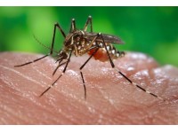 First Virginia Case of Zika Virus Confirmed