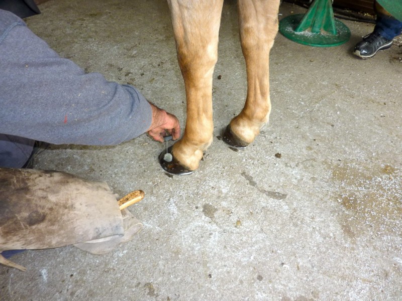 Horses Walk on Their Toes No Wonder They Need Shoes! San Ramon