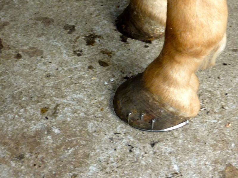 Horses Walk on Their Toes No Wonder They Need Shoes! San Ramon