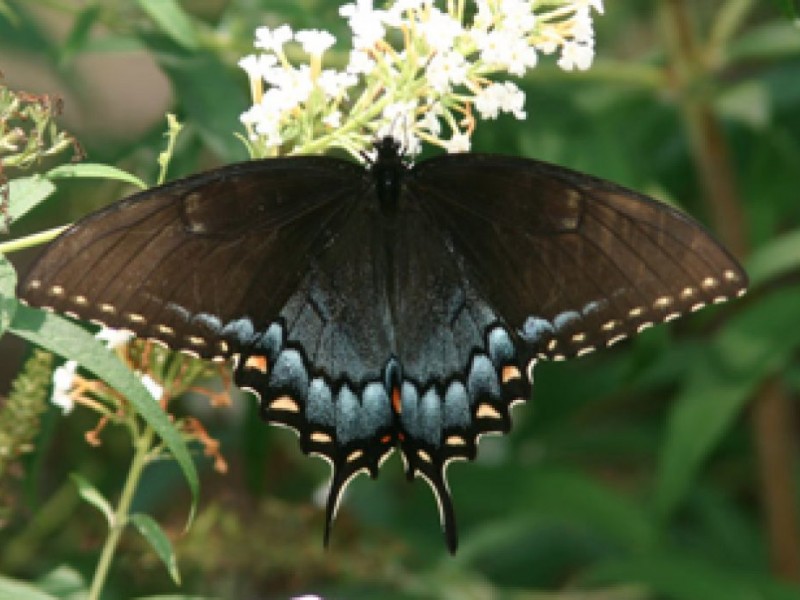 A Guide To Georgia Butterflies Snellville Ga Patch