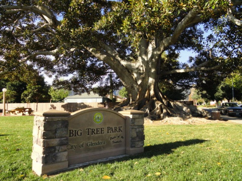 City Opens Big Tree Park For Weddings Glendora, CA Patch