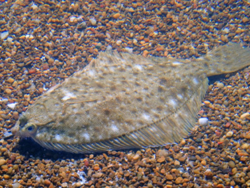 Now InSeason, Winter Flounder are 'RightEyed' and That's...