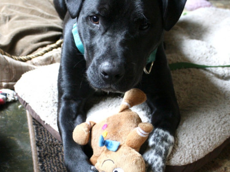 Pet of the Week: Norman, the Cattle Dog/Pit Bull Mix | Redmond, WA Patch