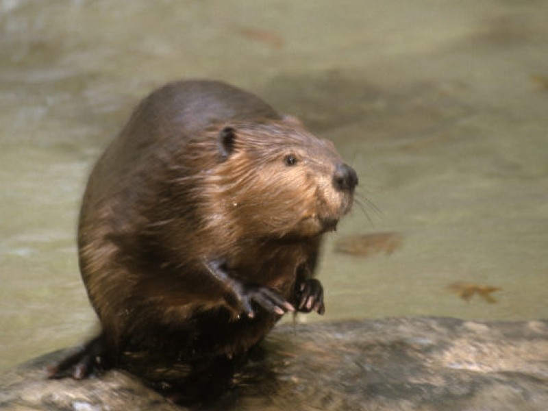 Beavers Make their Home in Fairfax County Greater Alexandria, VA Patch