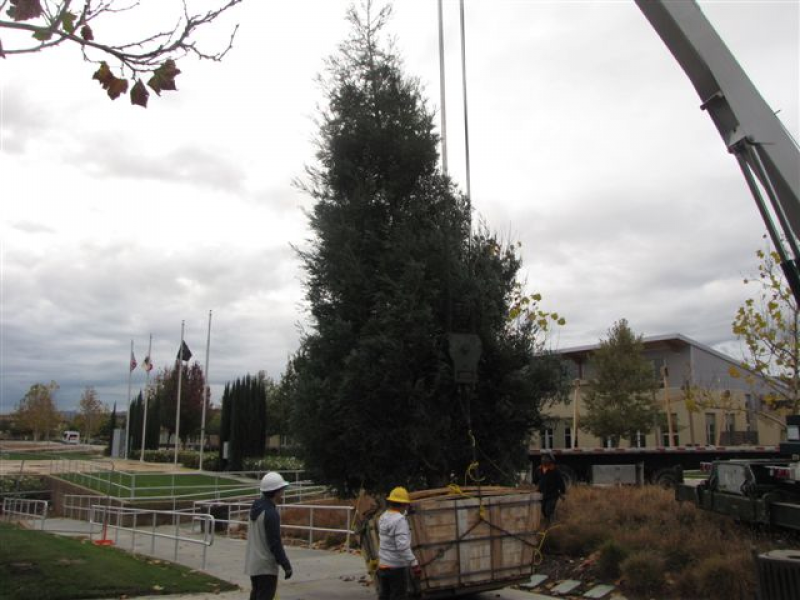 PHOTOS Historic Moment Captured During Murrieta Tree...