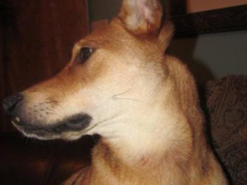 Meet SUZU, a Young Carolina Dog-German Shepherd Mix ...