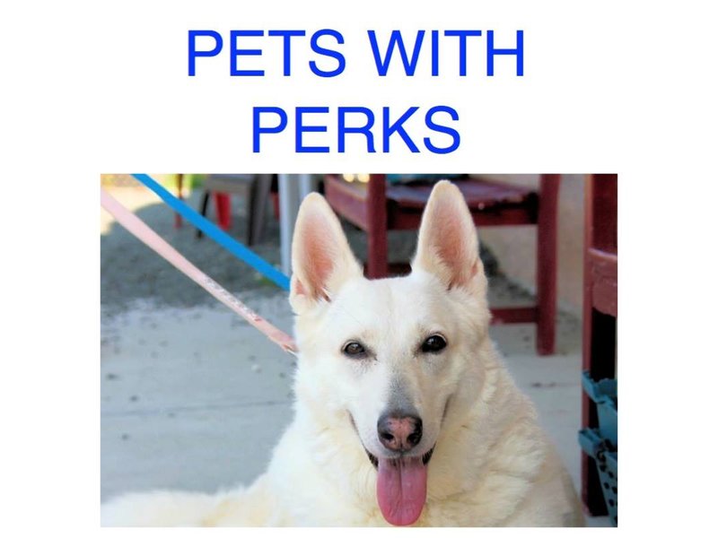 Senior Dog Surrendered To Southern Ocean County Animal Shelter Needs A