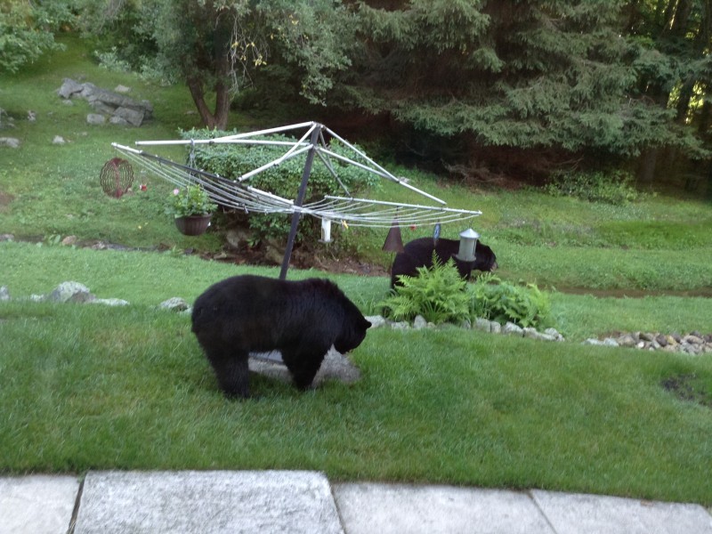 Black Bear Hunt in North Jersey Begins Monday - Point Pleasant, NJ Patch