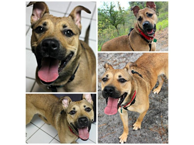 Annual Rock 2 Adopt Event At Popcorn Park On For This Weekend At