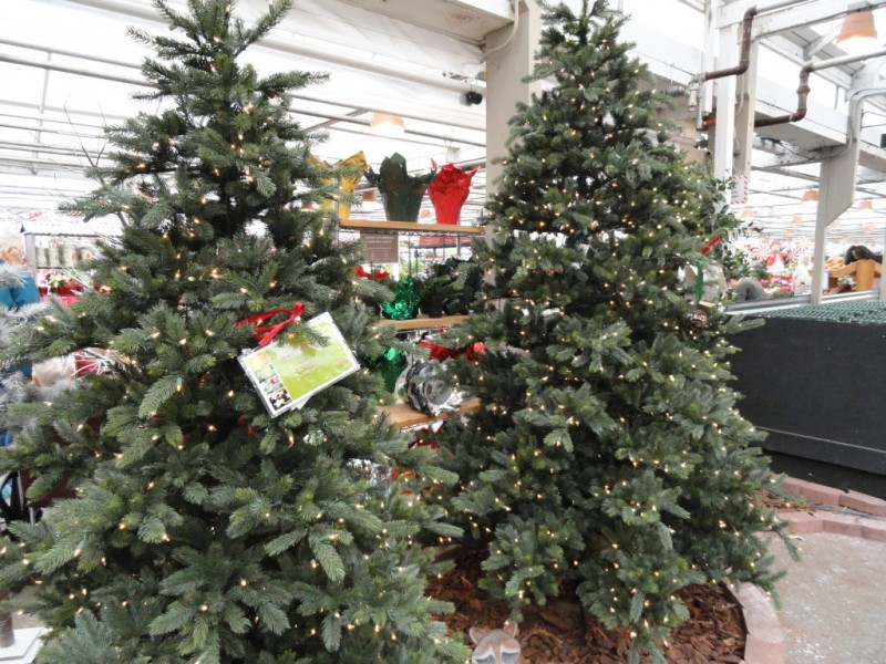 where to buy or rent christmas trees cut living or where to buy or rent christmas trees cut living or