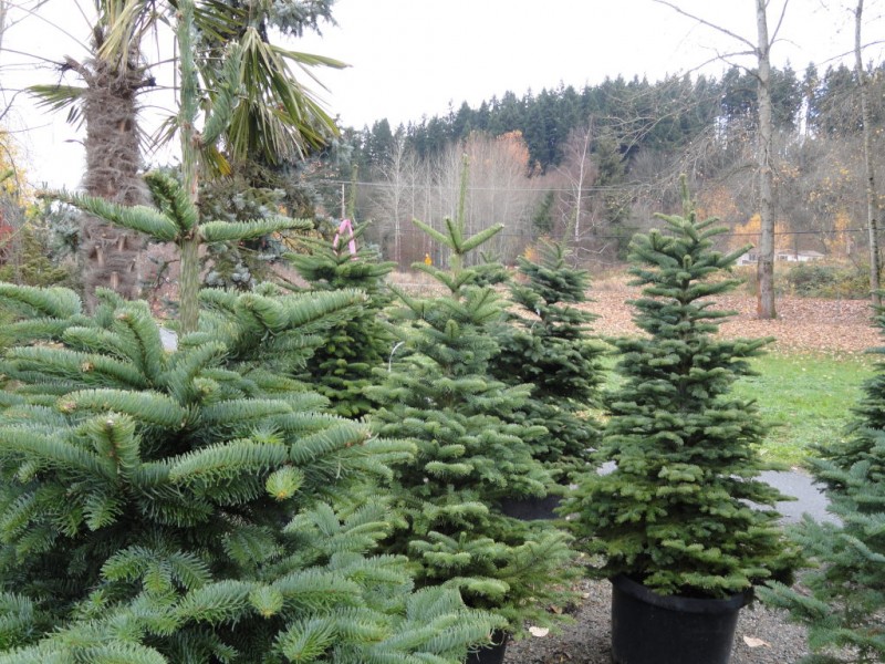 The 8 Best Places to Buy a Christmas Tree in 2020