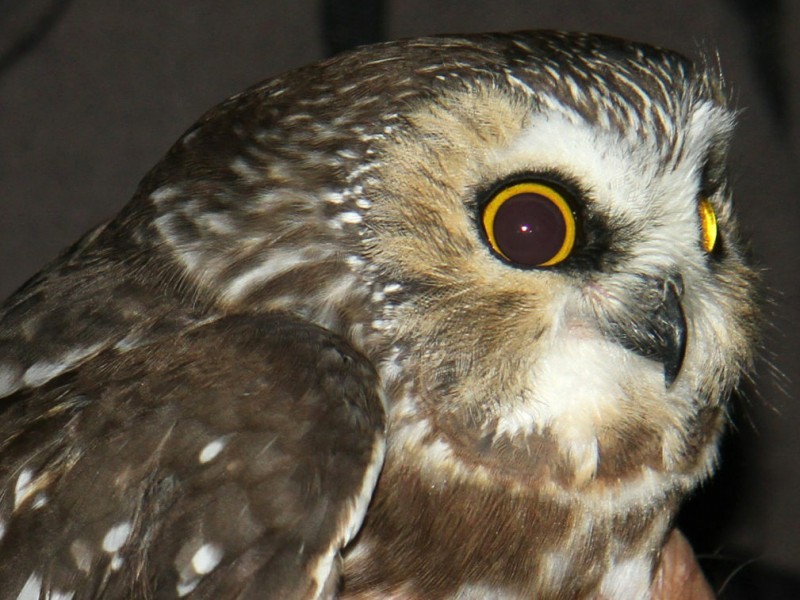 Meet the Raptors Massachusetts Birds of Prey