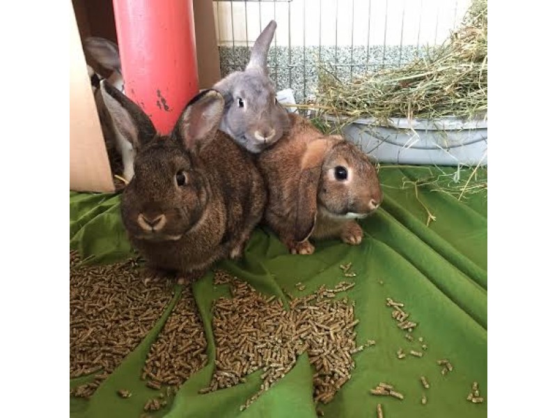 25 Rabbits Taken In By MSPCAAngell from Massachusetts Home Waltham