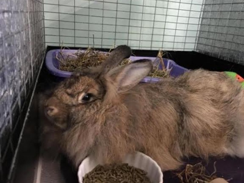 43 Pet Adoption Centers In Boston Ma Stock