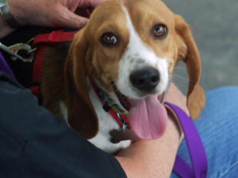 Mutt Love Dog Rescue (MUTTS!) Adoption Event Fairfax City, VA Patch