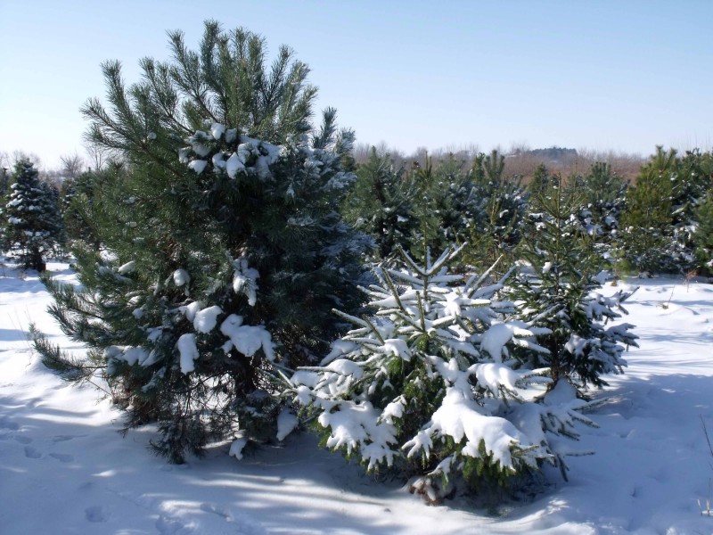 five places to cut your own christmas tree st charles five places to cut your own christmas tree st charles