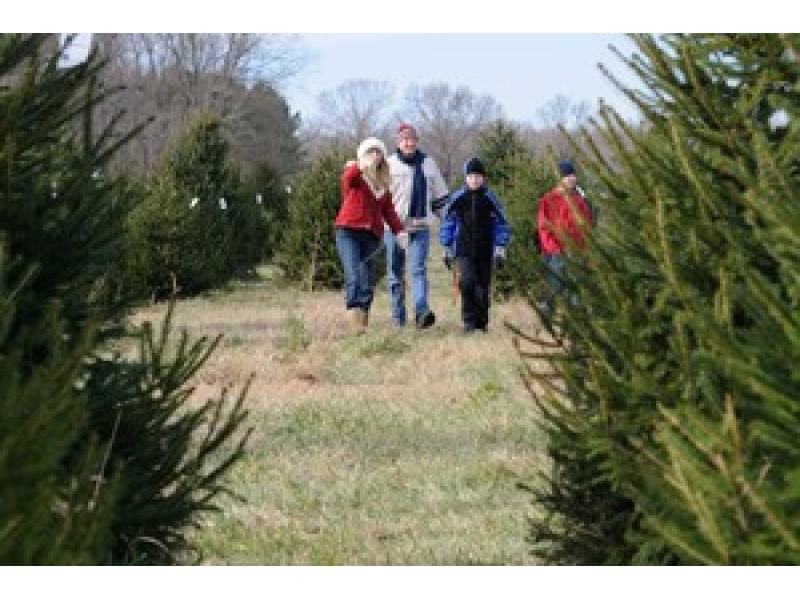 28 best christmas tree farm leesburg va loudoun county 28 best christmas tree farm leesburg va loudoun county