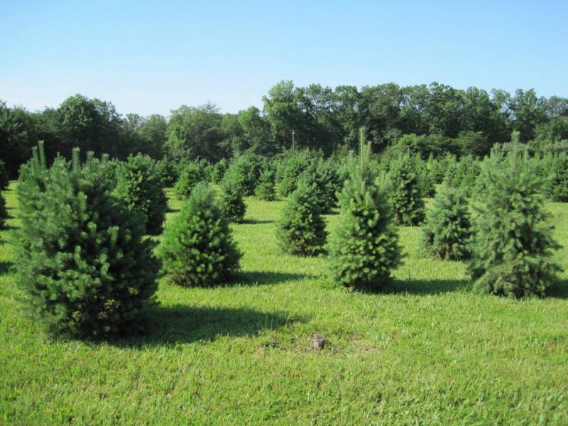 15 cut your own christmas tree farms patch 15 cut your own christmas tree farms patch