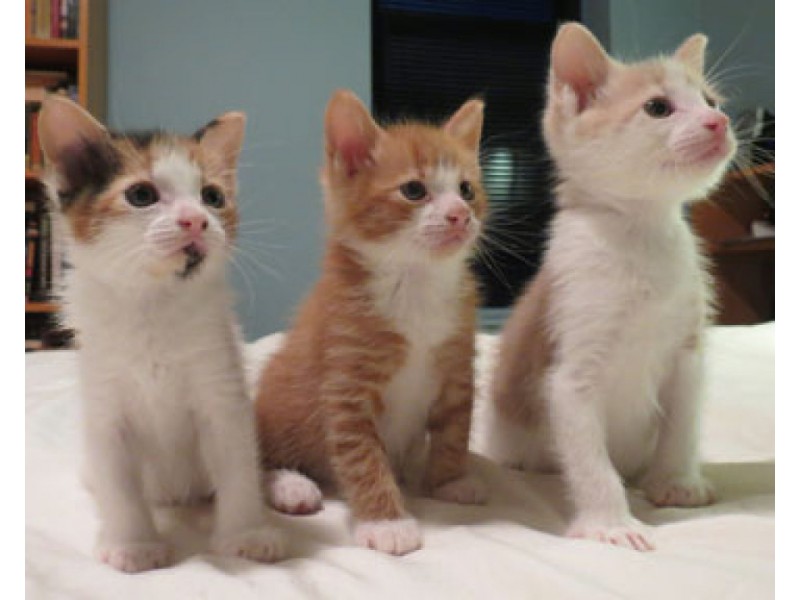 Fizz and Sazerac Brother kittens for adoption, one cream and one